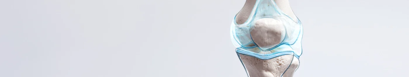 Anatomical model of a knee joint with highlighted cartilage