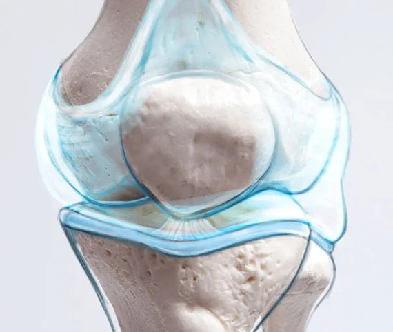 Anatomical illustration of a mobile, healthy joint