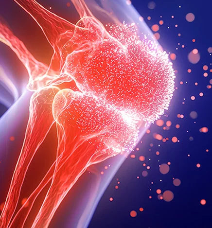 Joint Glide supports connective tissue and cartilage in the knee and other joints