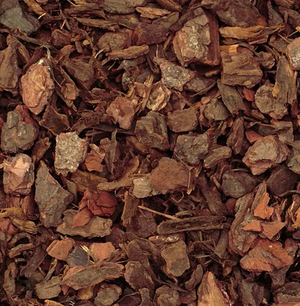Pine bark, one of the joint-support ingredients in Joint Glide